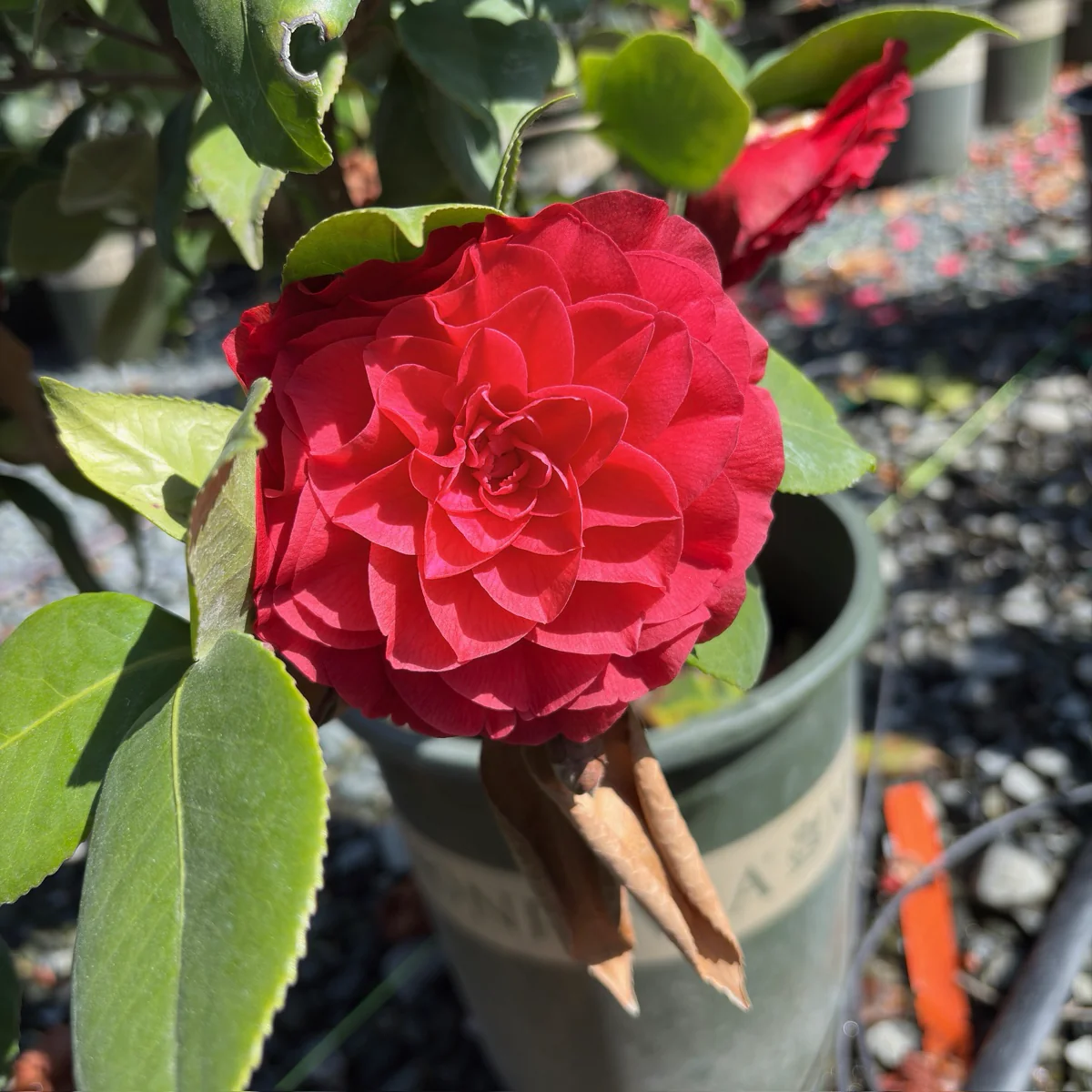 Nuccio's Bella Rossa Camellia - Image 2