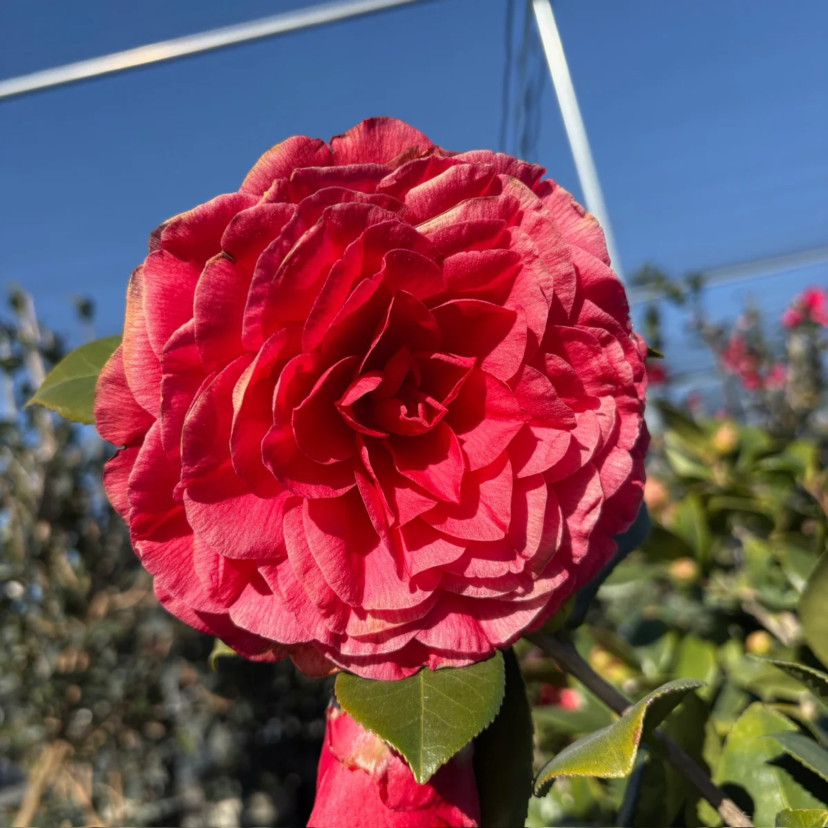 Nuccio's Bella Rossa Camellia - Image 1