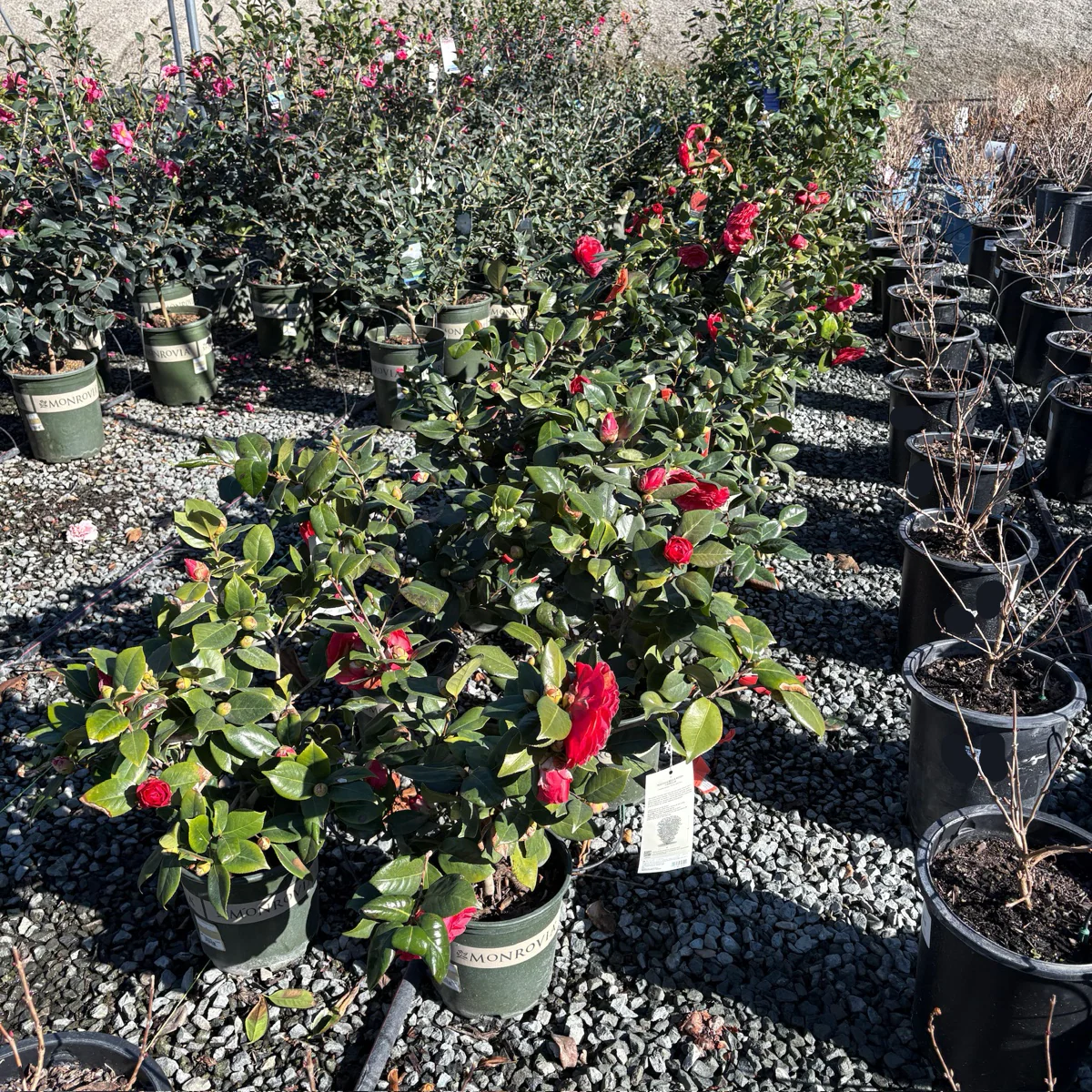 Nuccio's Bella Rossa Camellia - Image 3