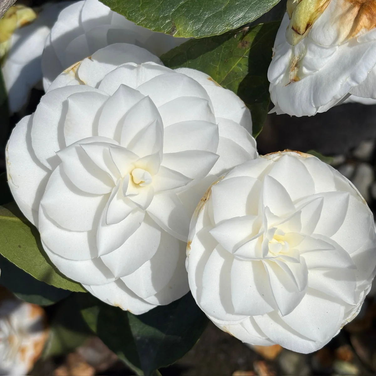 Nuccio's Gem Camellia - Image 1
