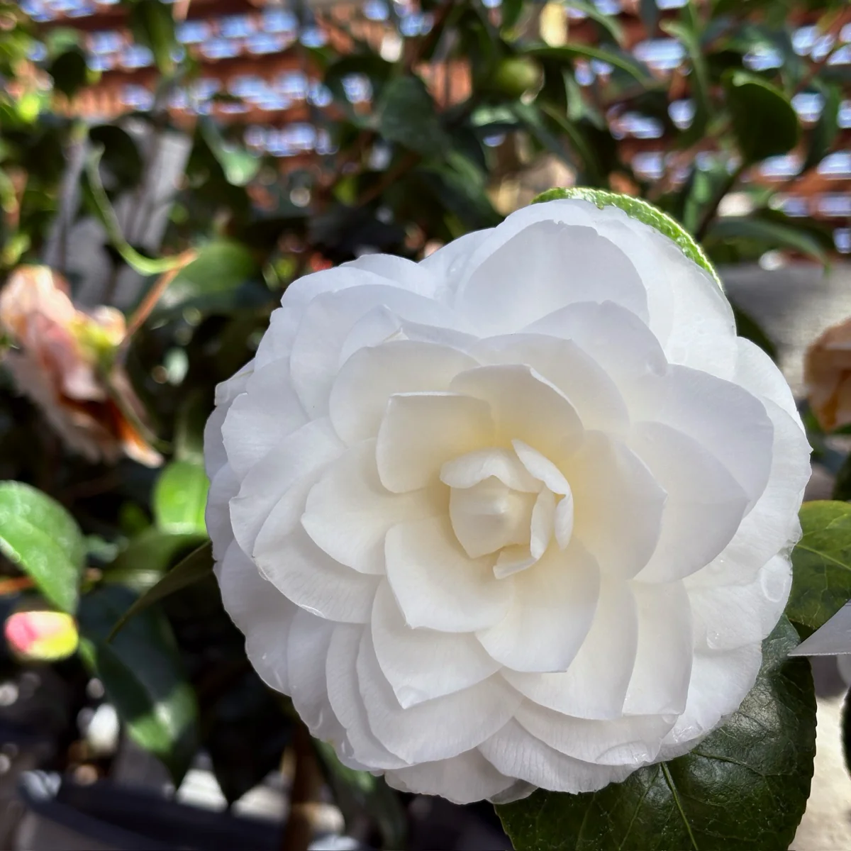 Nuccio's Gem Camellia - Image 2