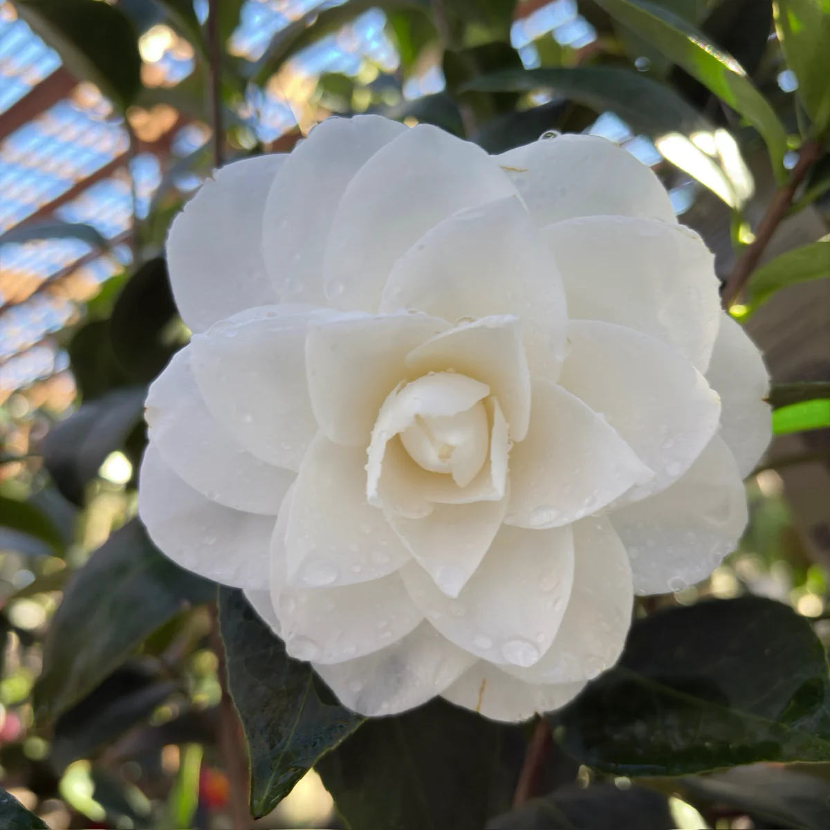 Nuccio's Gem Camellia - Image 3