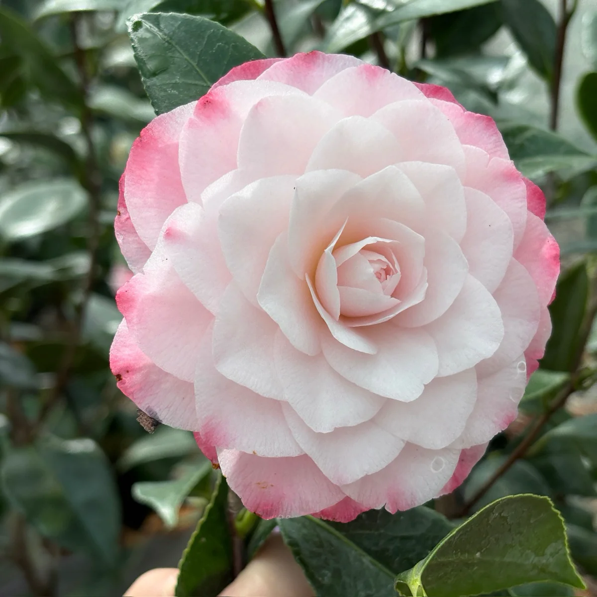 Nuccio’s Pearl Camellia