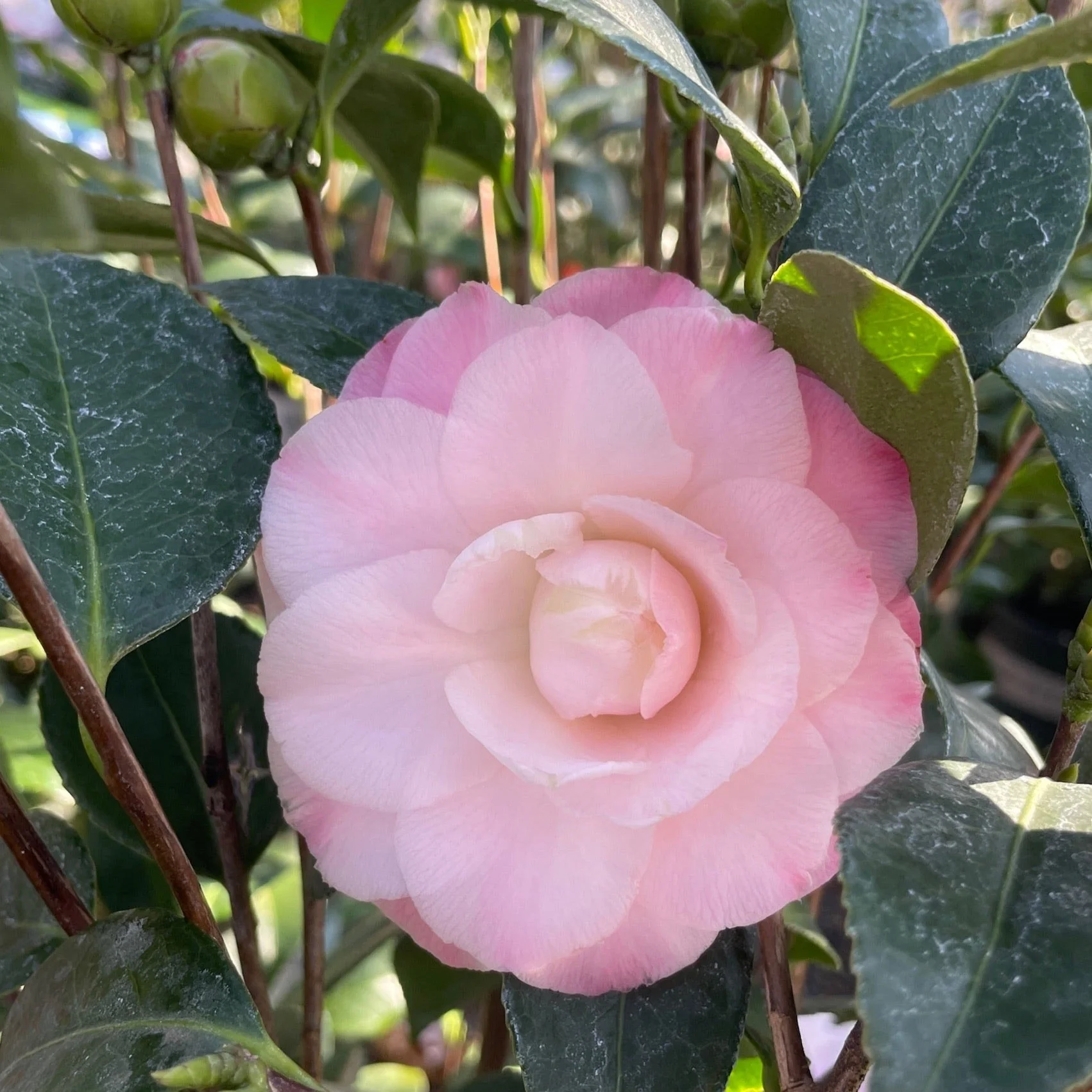 Nuccio's Pearl Camellia - Image 2
