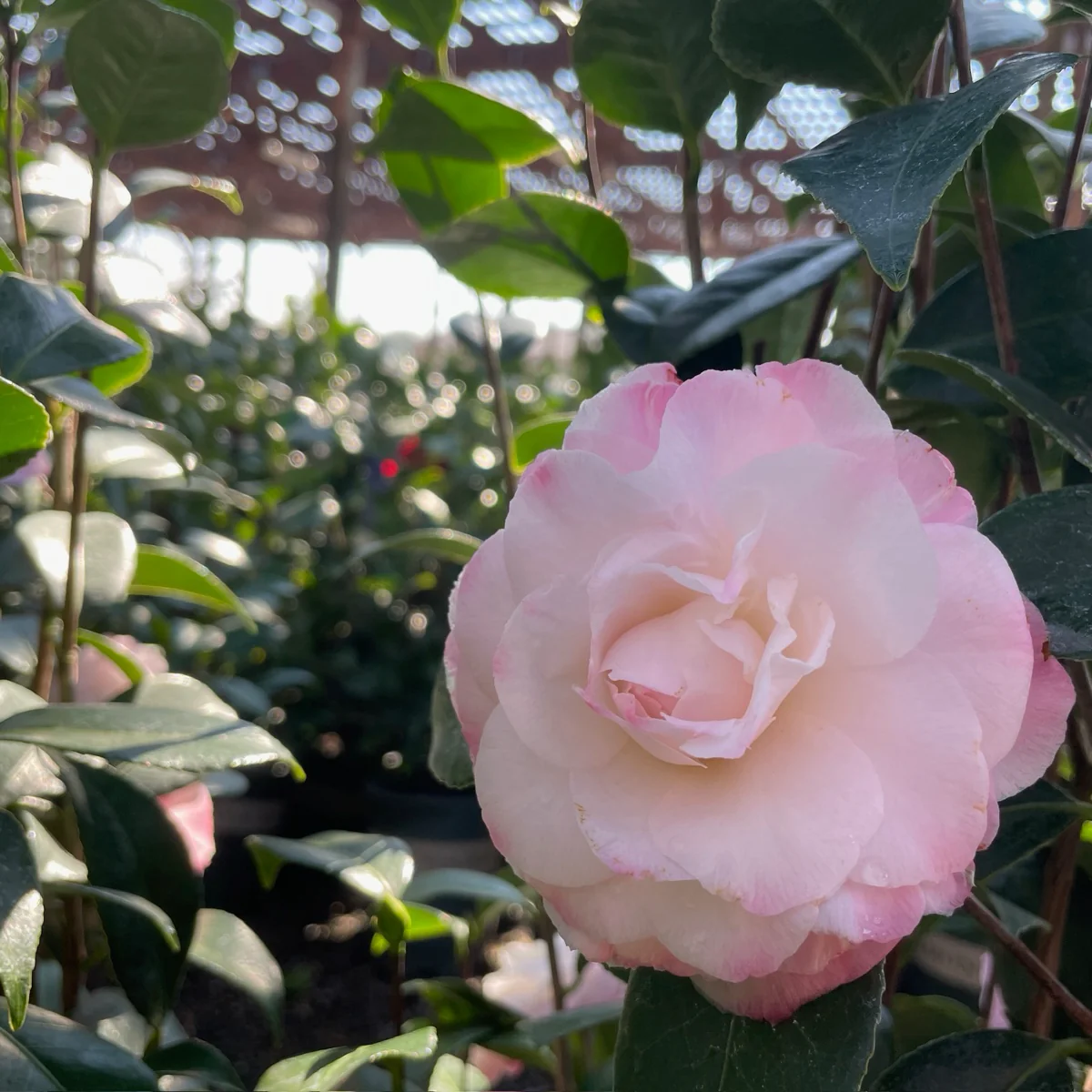 Nuccio's Pearl Camellia - Image 3