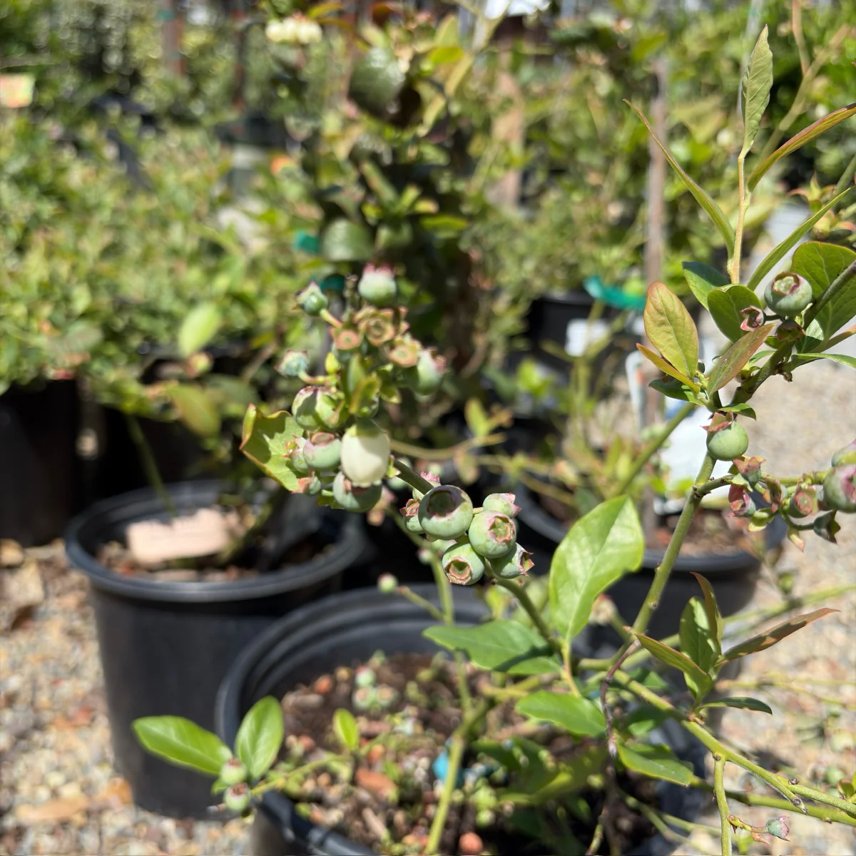 O'Neal Blueberry - Image 3