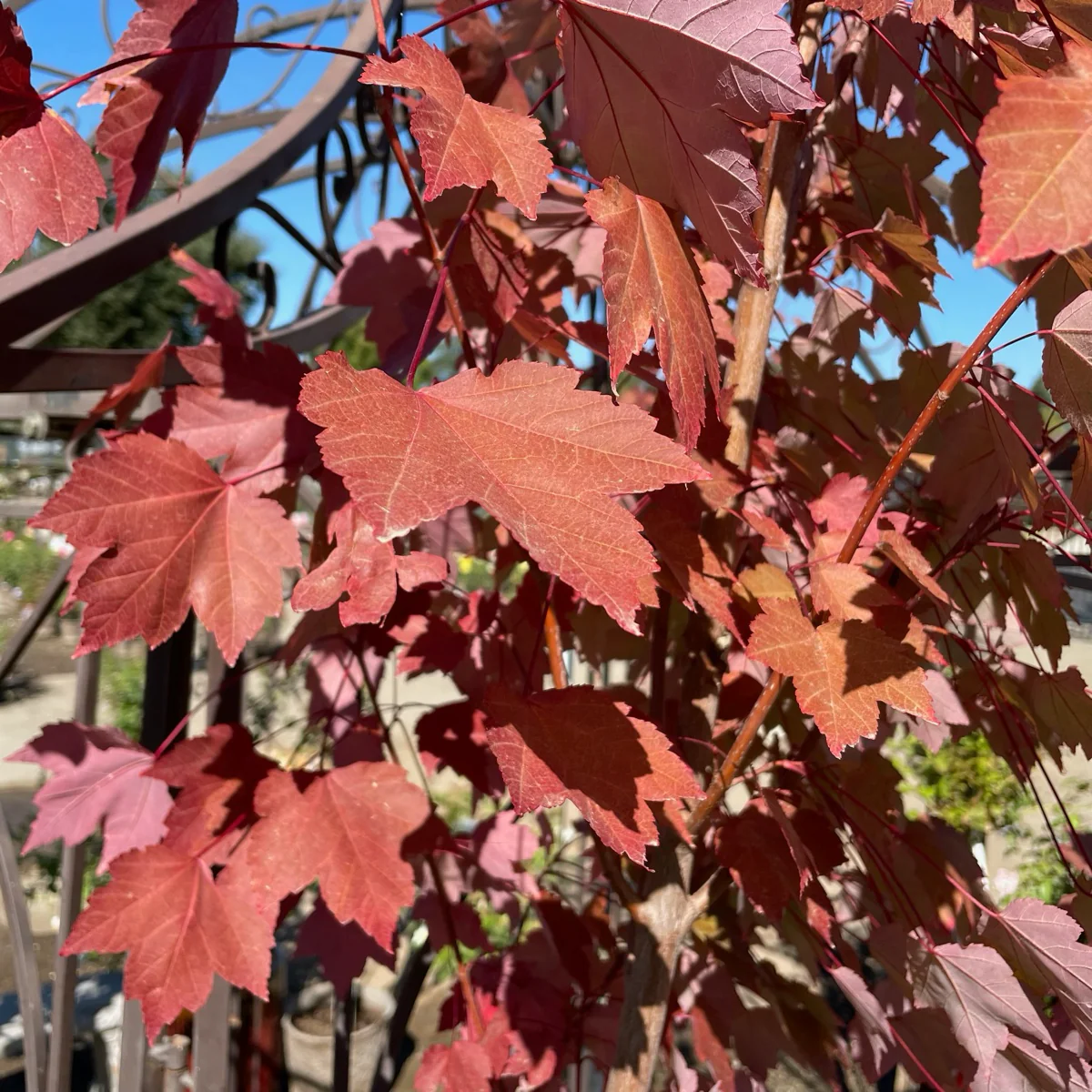 October Glory Red Maple - Image 1