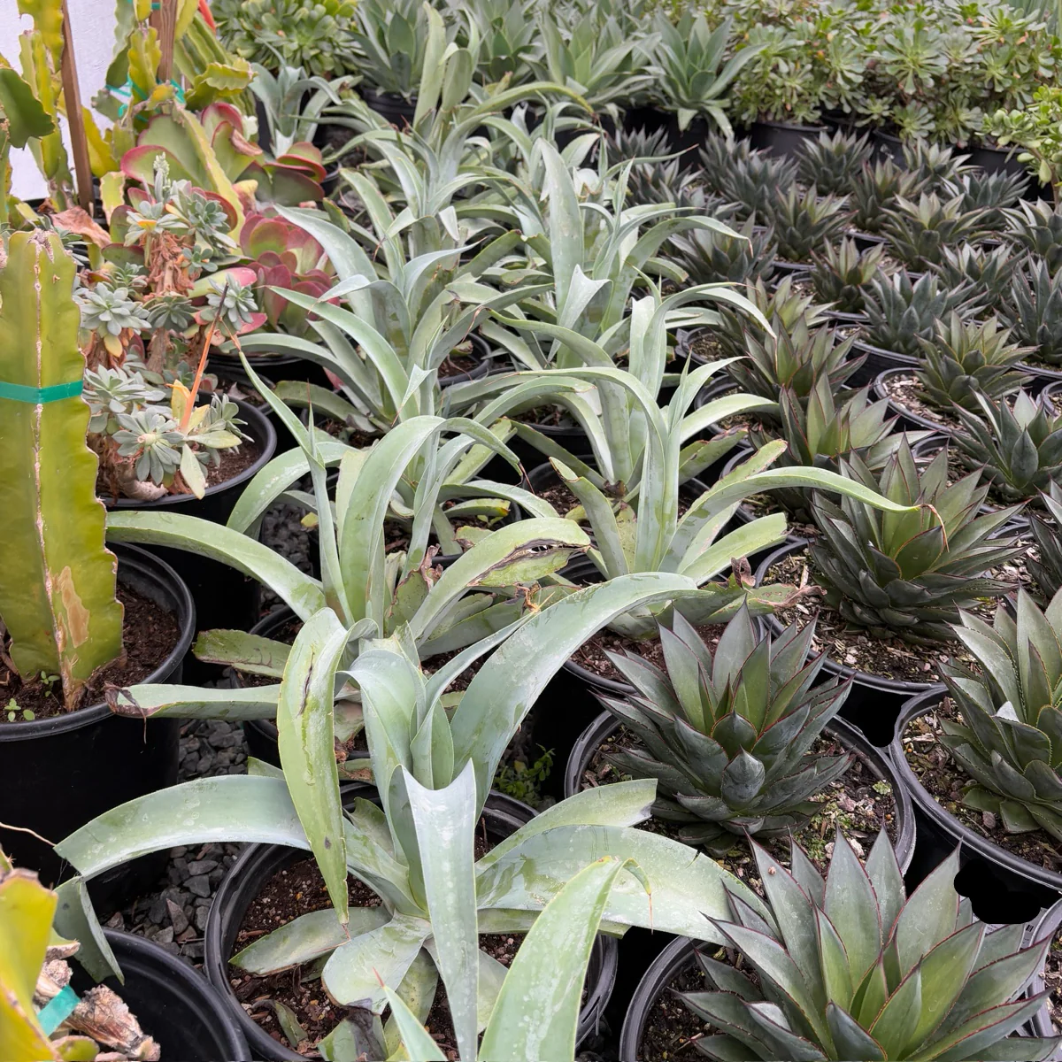 Octopus Agave - Image 1