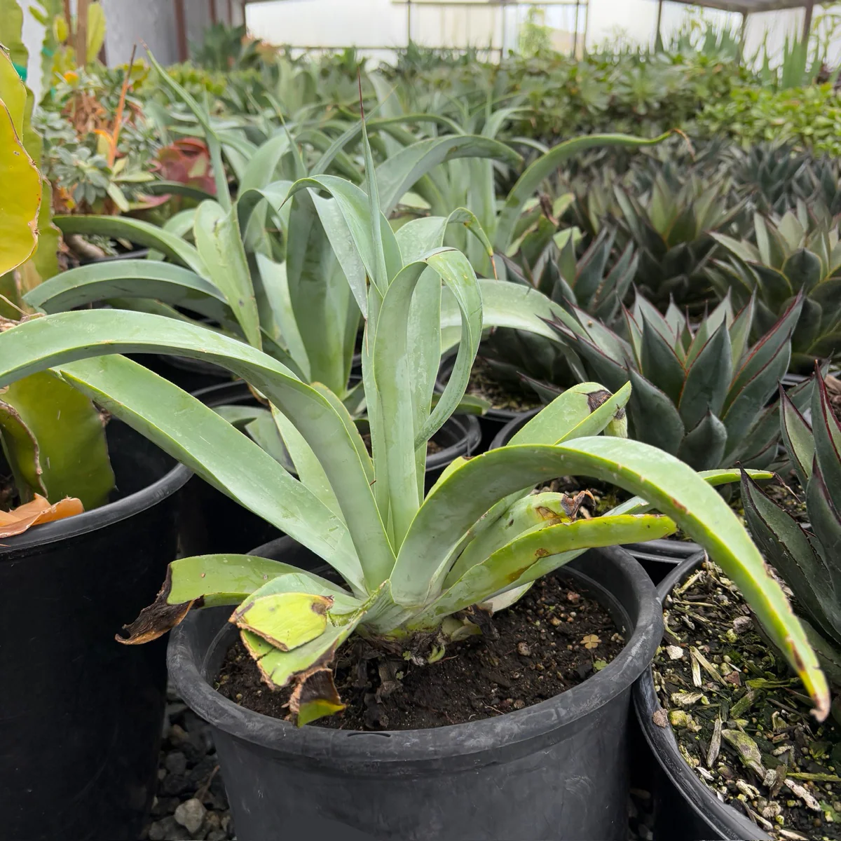 Octopus Agave - Image 2