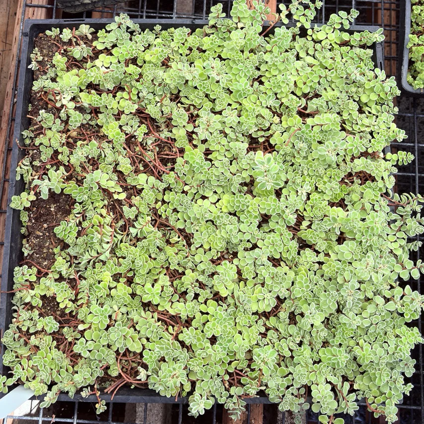 Ogon Stonecrop - Image 2