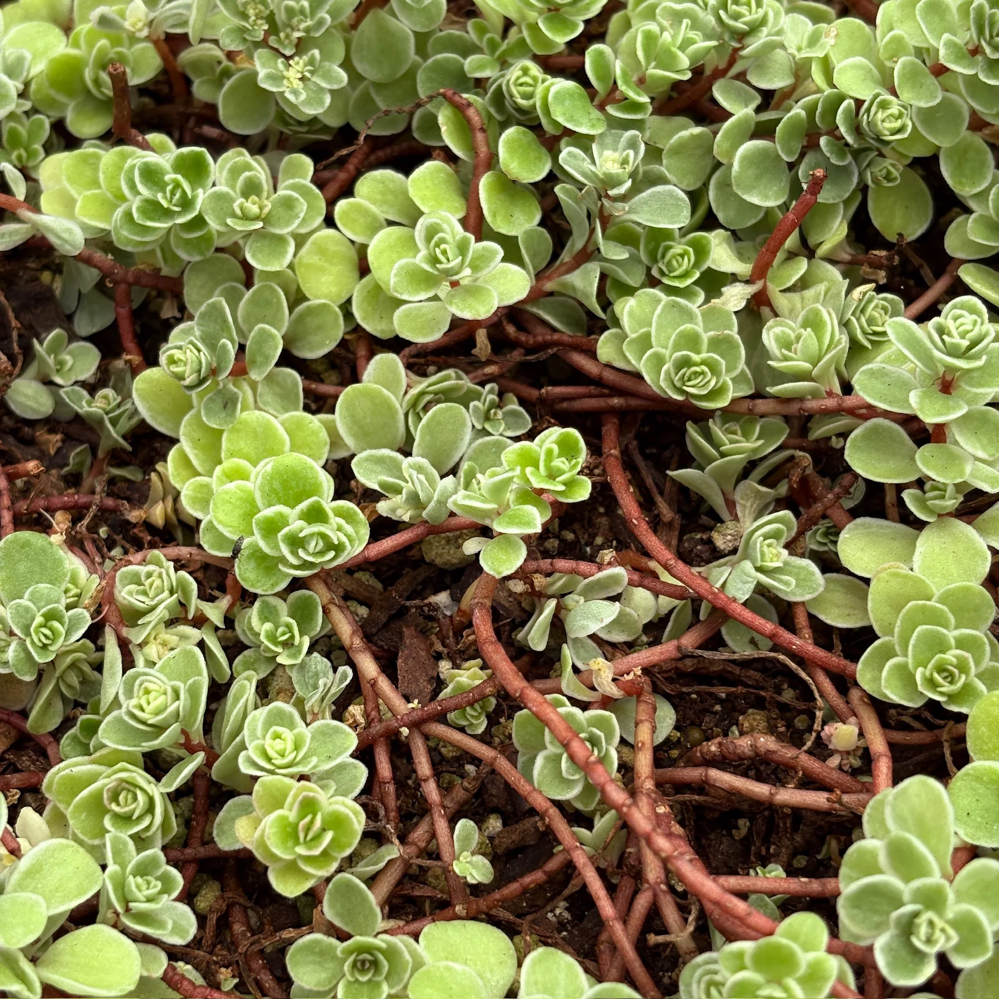 Ogon Stonecrop - Image 3