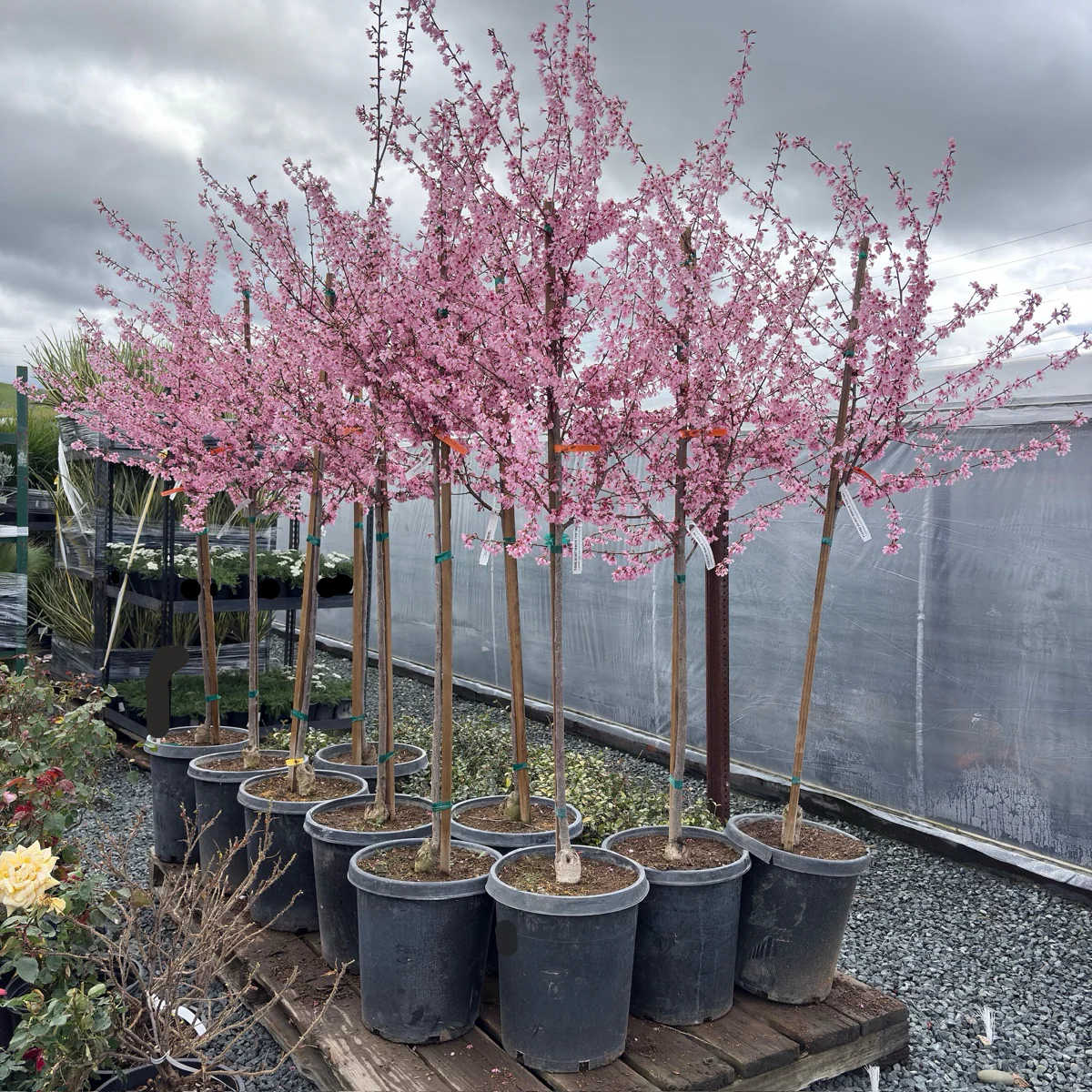 Okame Flowering Cherry - Image 2