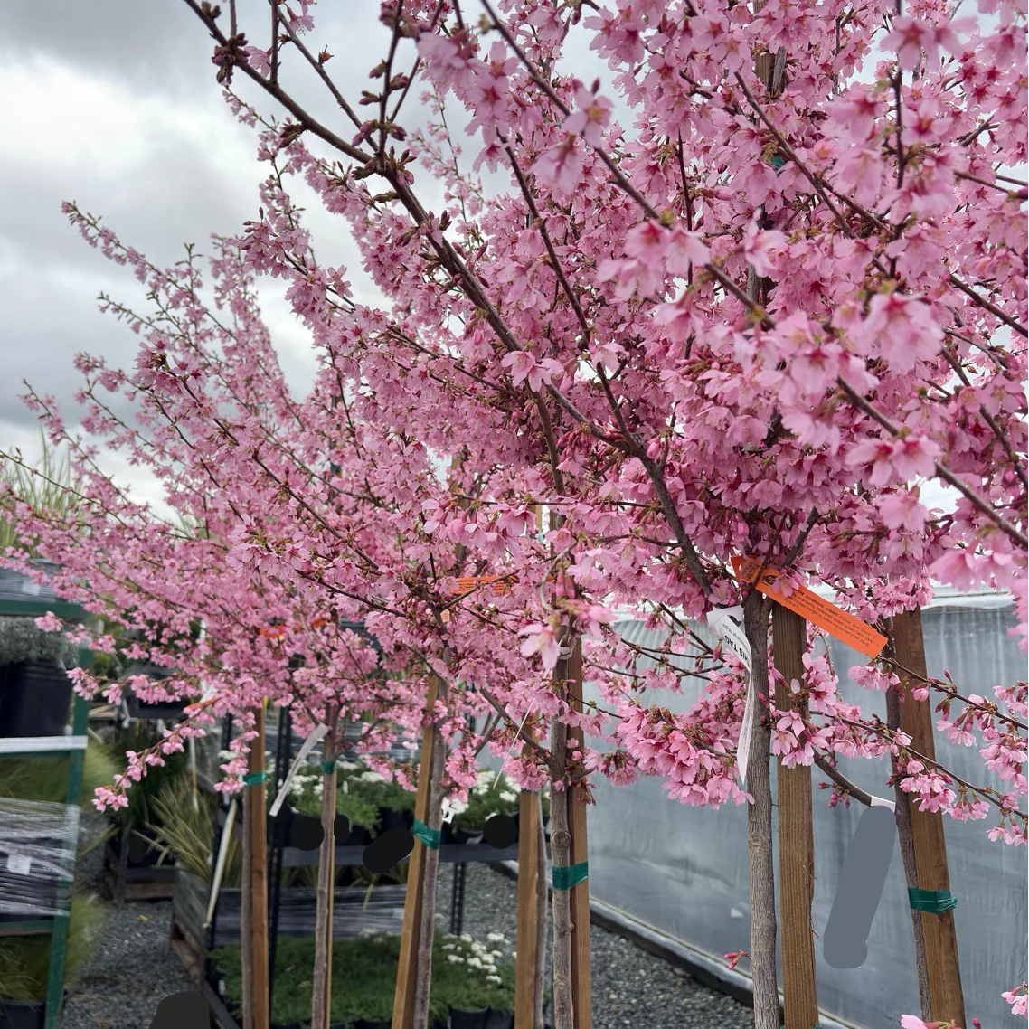 Okame Flowering Cherry - Image 3