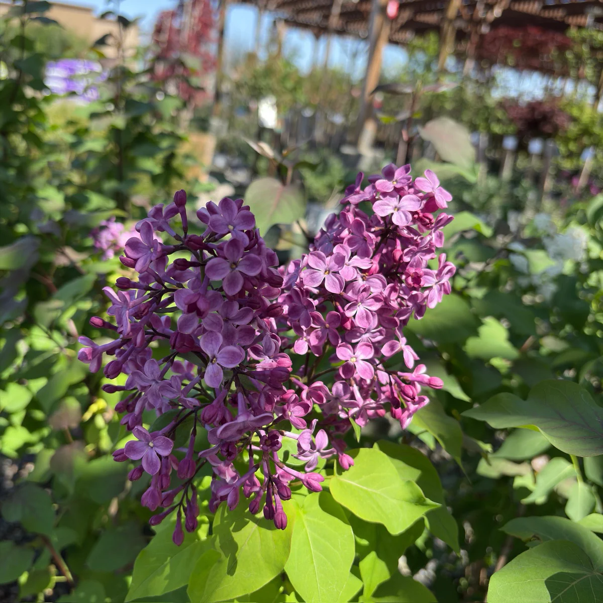 Old Glory Lilac - Image 1