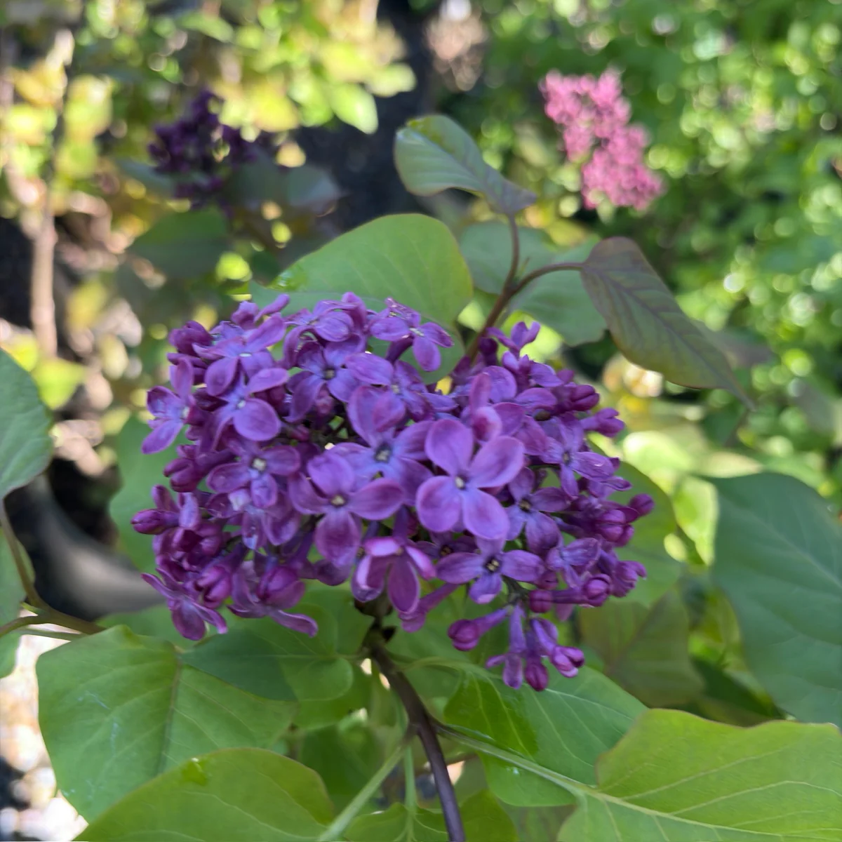 Old Glory Lilac - Image 2