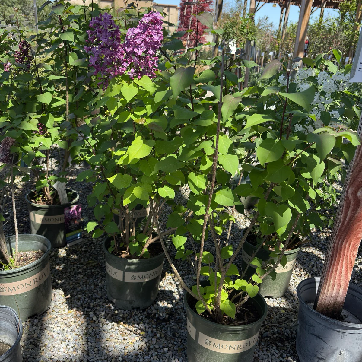 Old Glory Lilac - Image 3