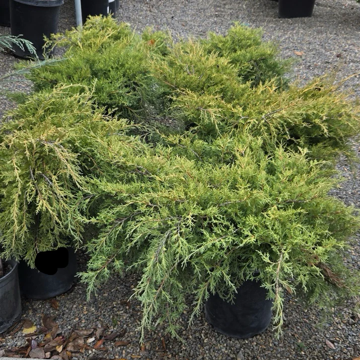 Old Gold Chinese Juniper - Image 2