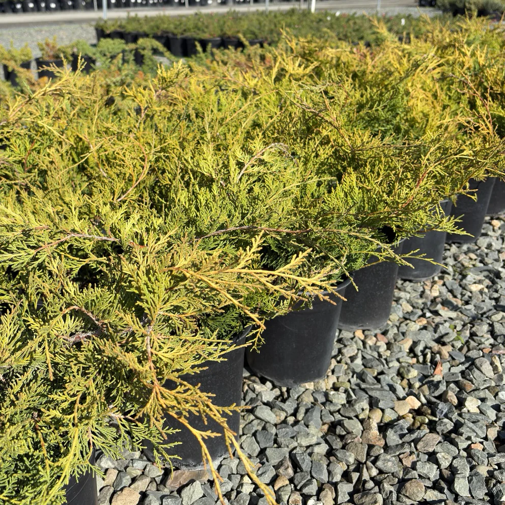 Old Gold Chinese Juniper - Image 1