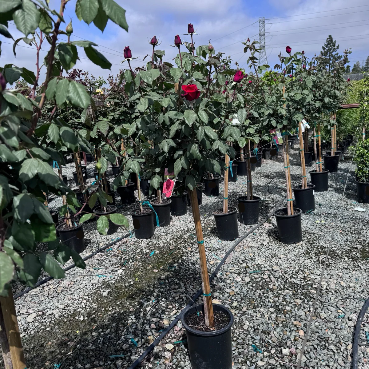Olympiad Hybrid Tea Rose - Image 2