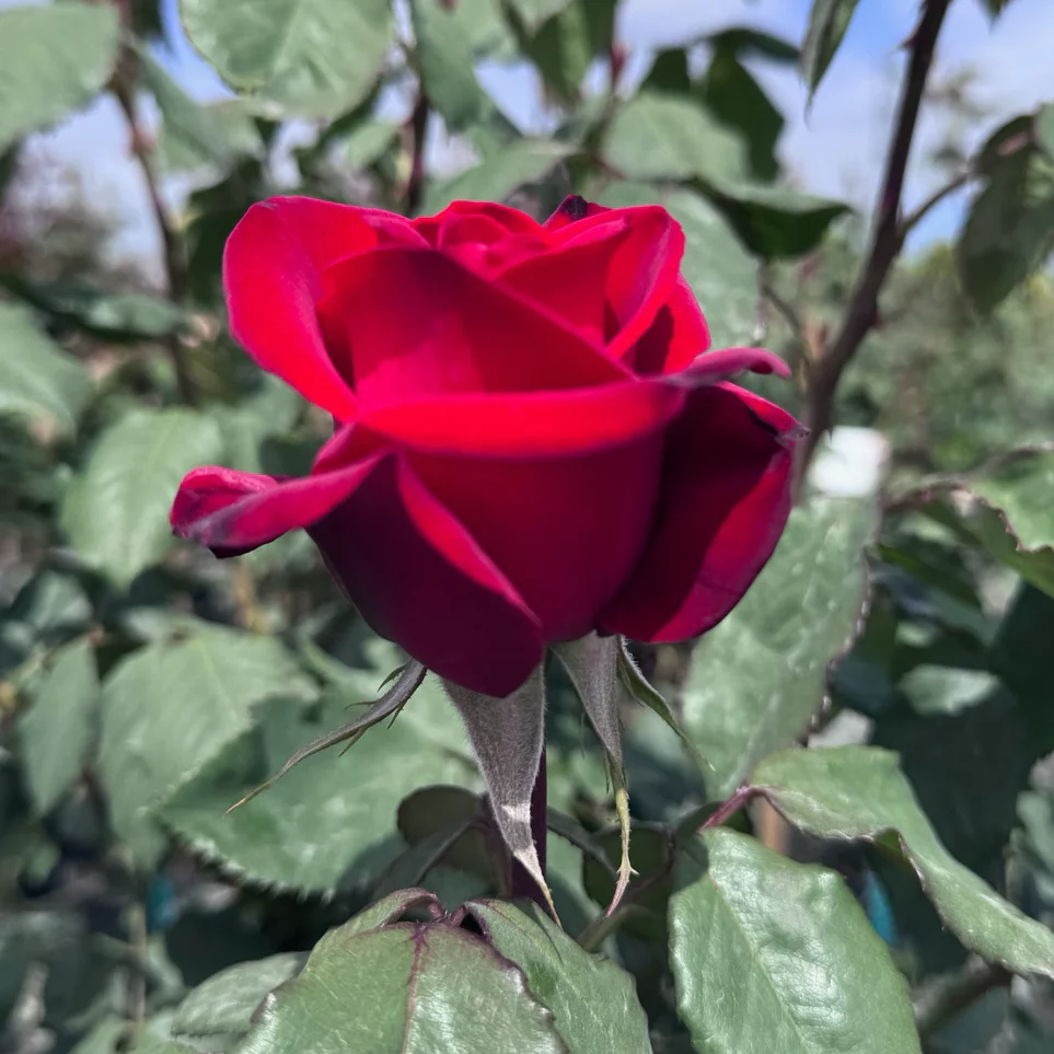 Olympiad Hybrid Tea Rose - Image 3