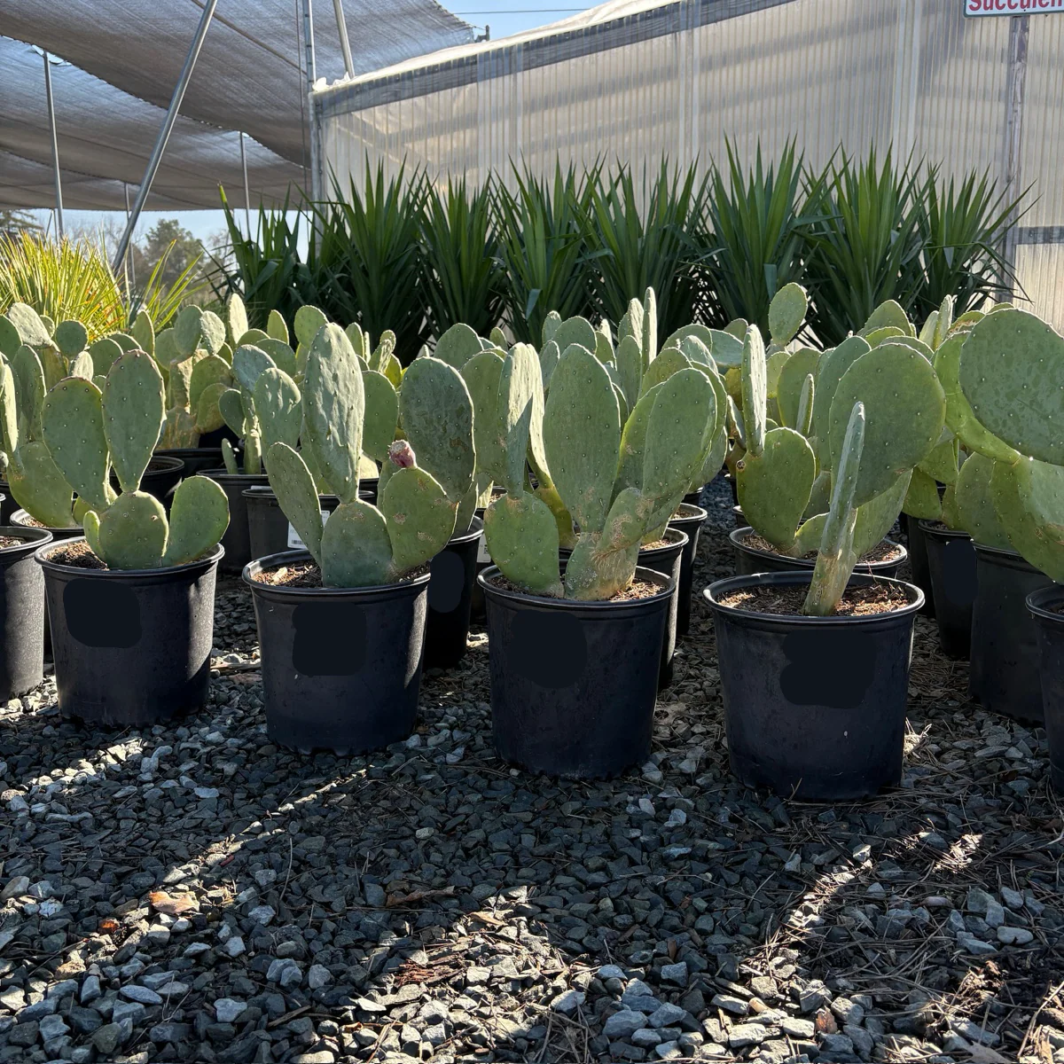Ellisiana Spineless Prickly Pear - Image 3