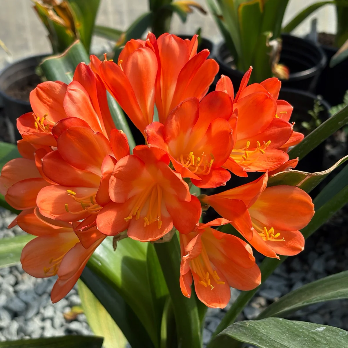 Orange Belgian Hybrid Bush Lily - Image 1