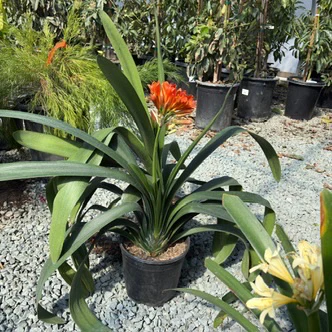 Orange Belgian Hybrid Bush Lily - Image 2