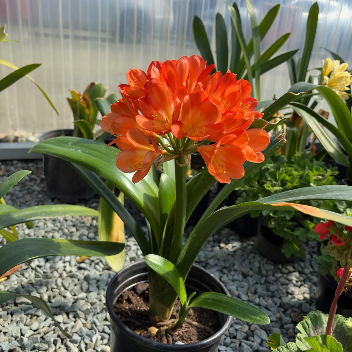 Orange Belgian Hybrid Bush Lily - Image 3