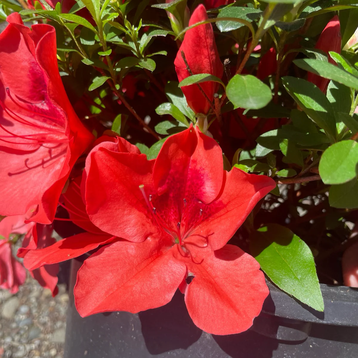 Orange Delight Azalea - Image 1