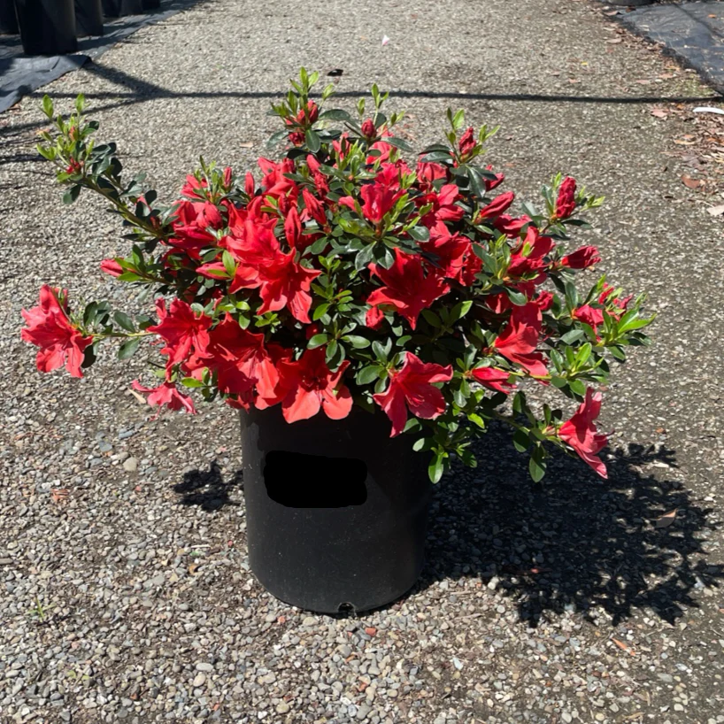 Orange Delight Azalea - Image 2
