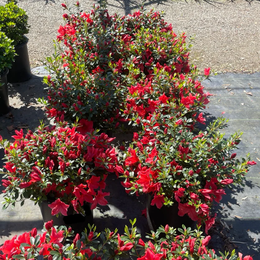 Orange Delight Azalea - Image 3