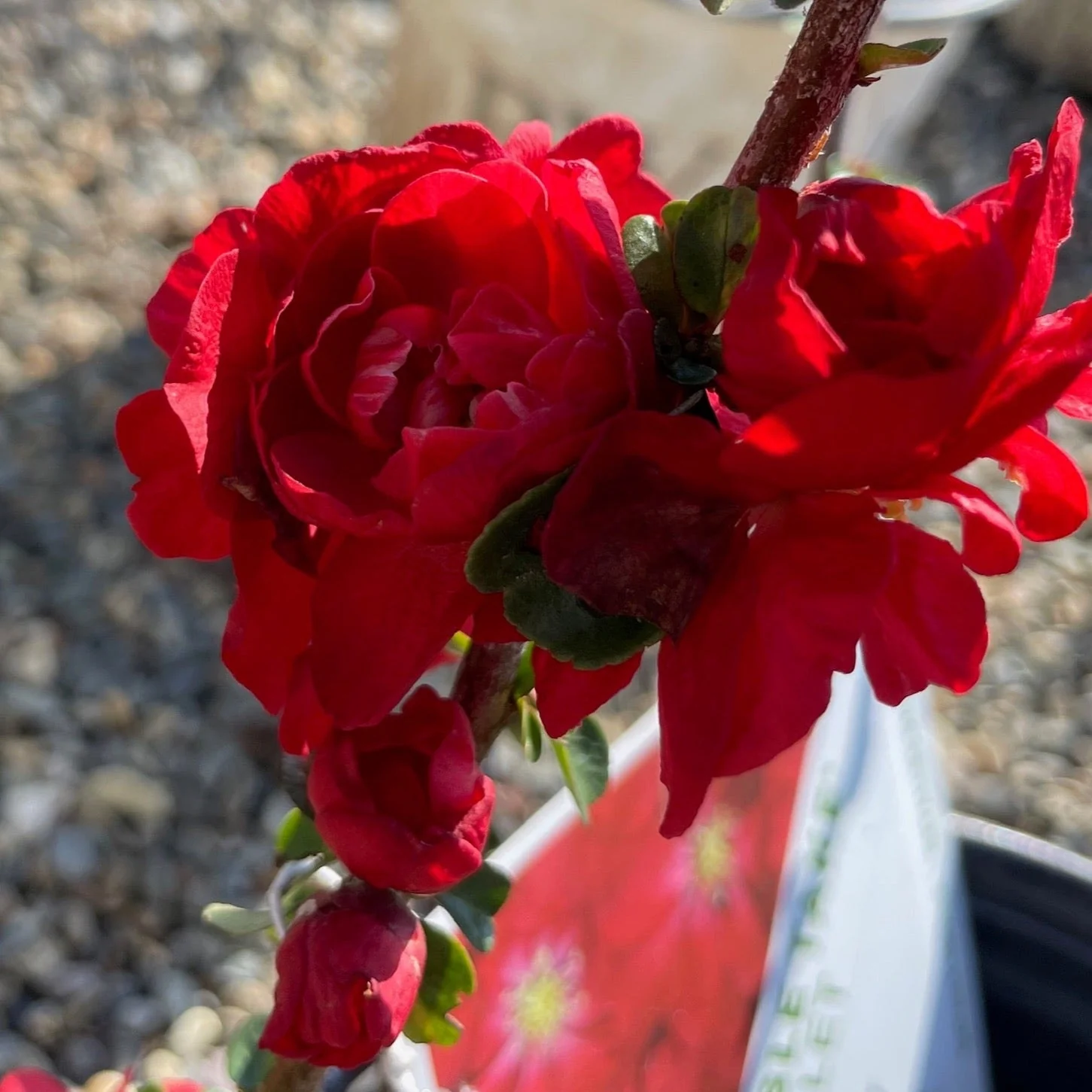 Orange Flowering Quince - Image 1