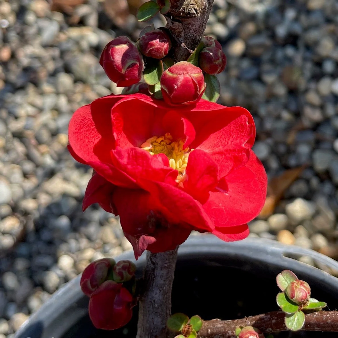 Orange Flowering Quince - Image 2
