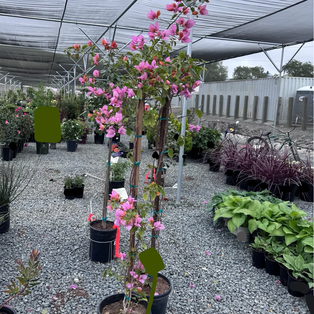 Orange King Bougainvillea - Image 3