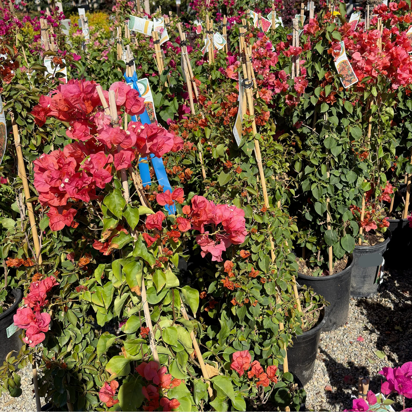 Orange King Bougainvillea - Image 2