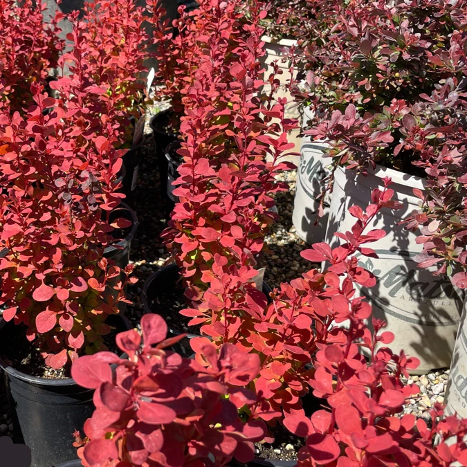 Orange Rocket Barberry - Image 1
