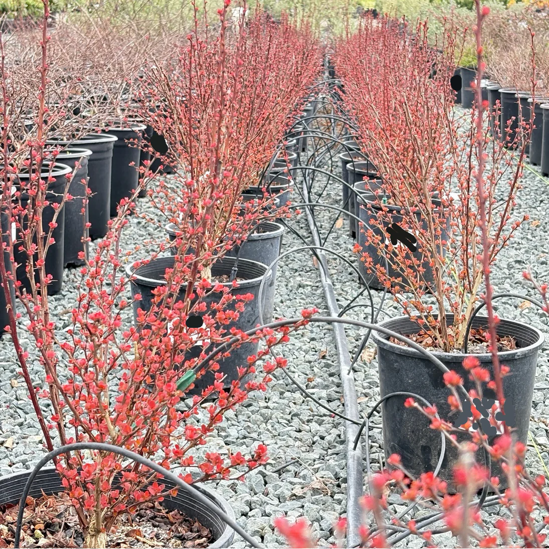 Orange Rocket Barberry - Image 3