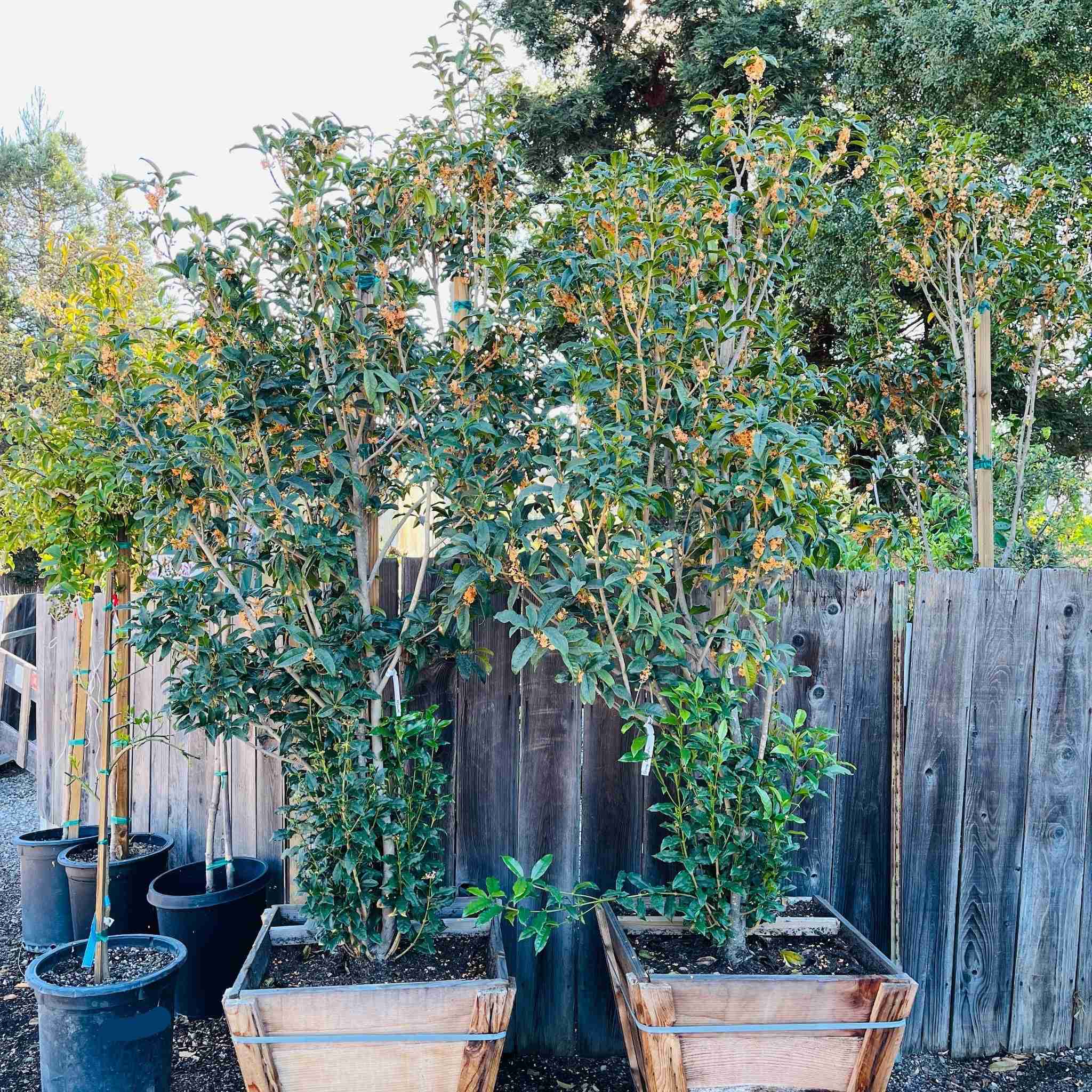 Orange Sweet Olive - Image 2
