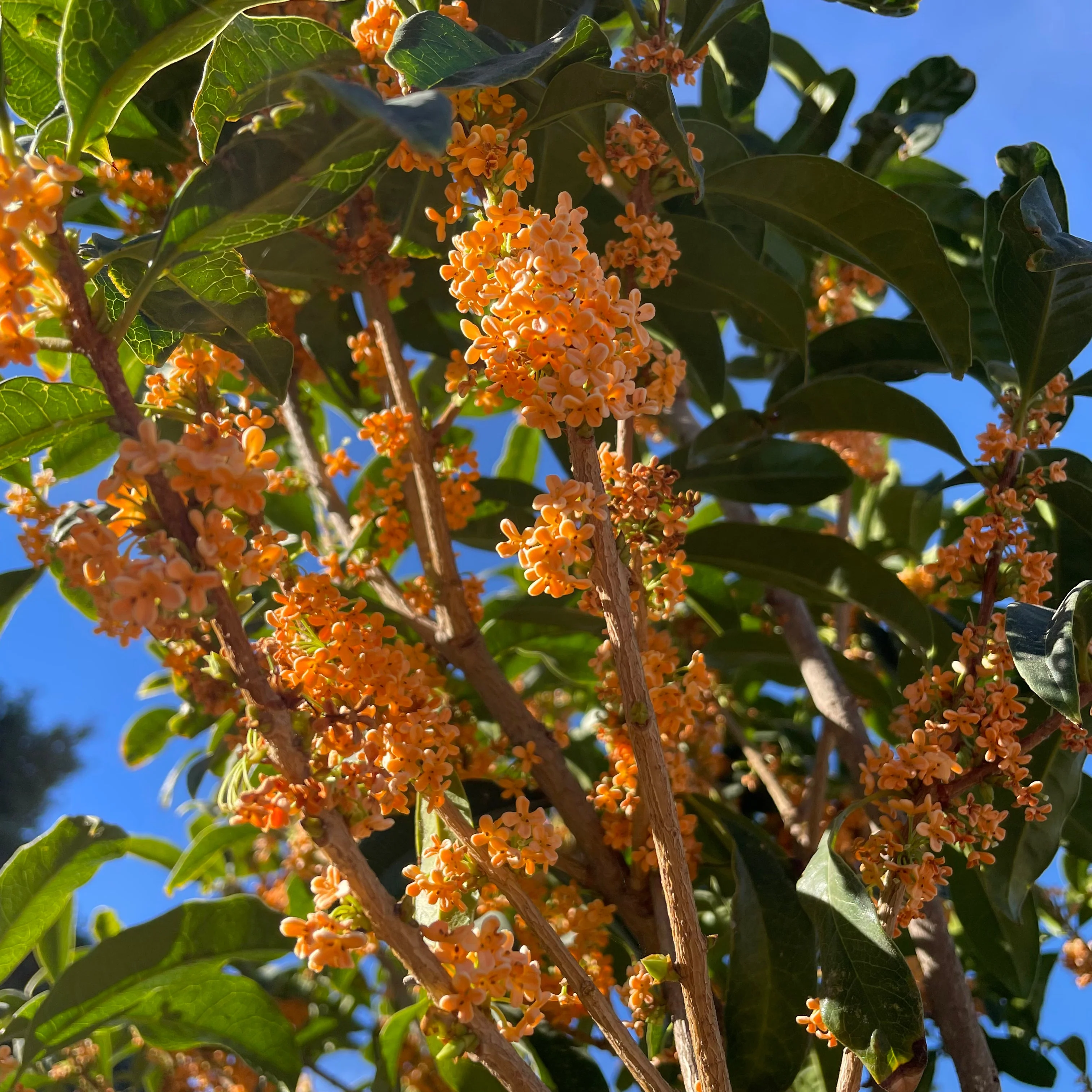 Orange Sweet Olive - Image 3