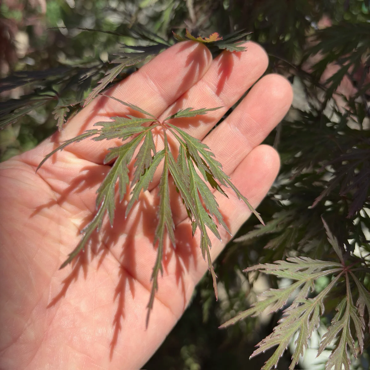 Orangeola Lace Japanese Maple - Image 1