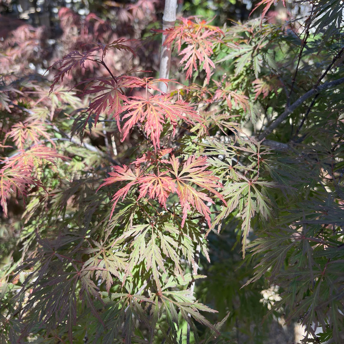 Orangeola Lace Japanese Maple - Image 2