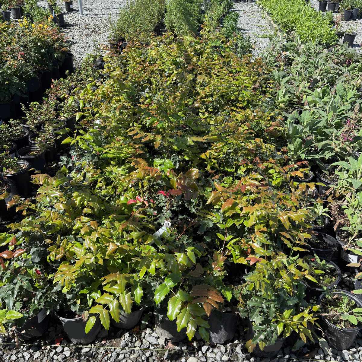Oregon Grape Holly - Image 1