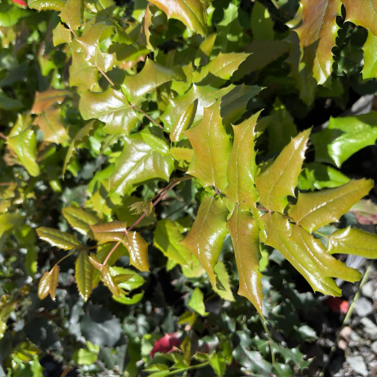 Oregon Grape Holly - Image 2