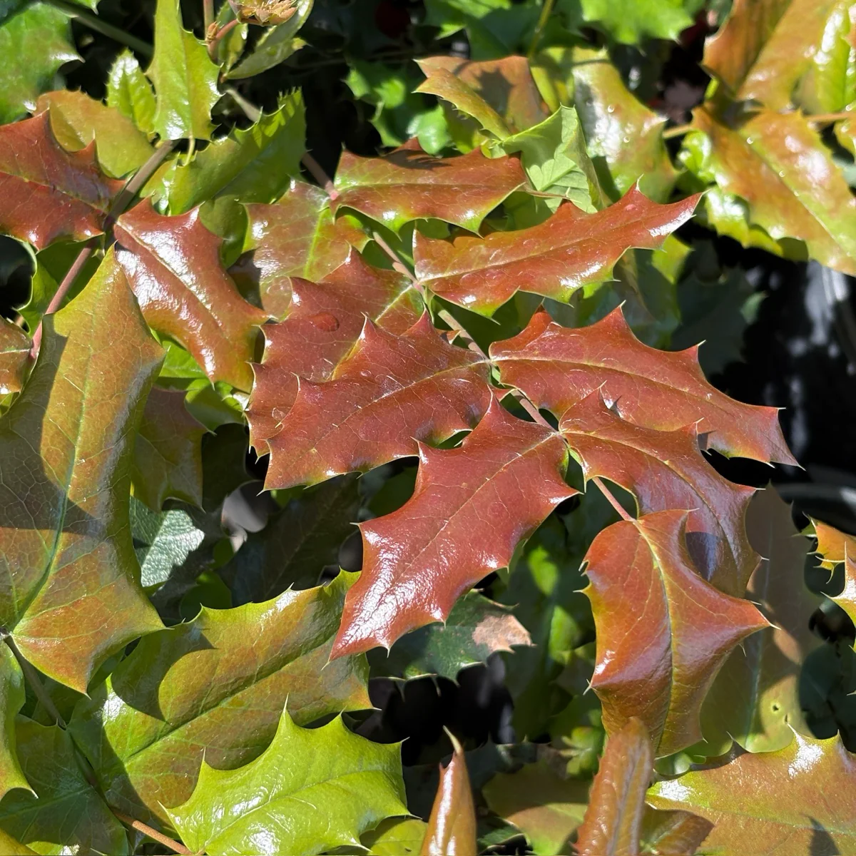 Oregon Grape Holly - Image 3
