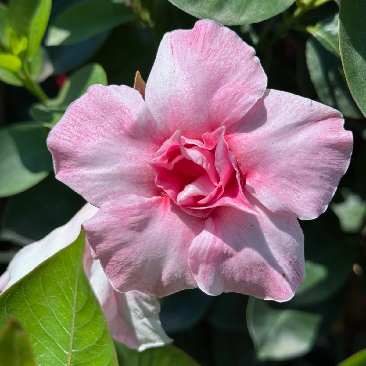 Original XP Double Pink Blush Mandevilla - Image 1