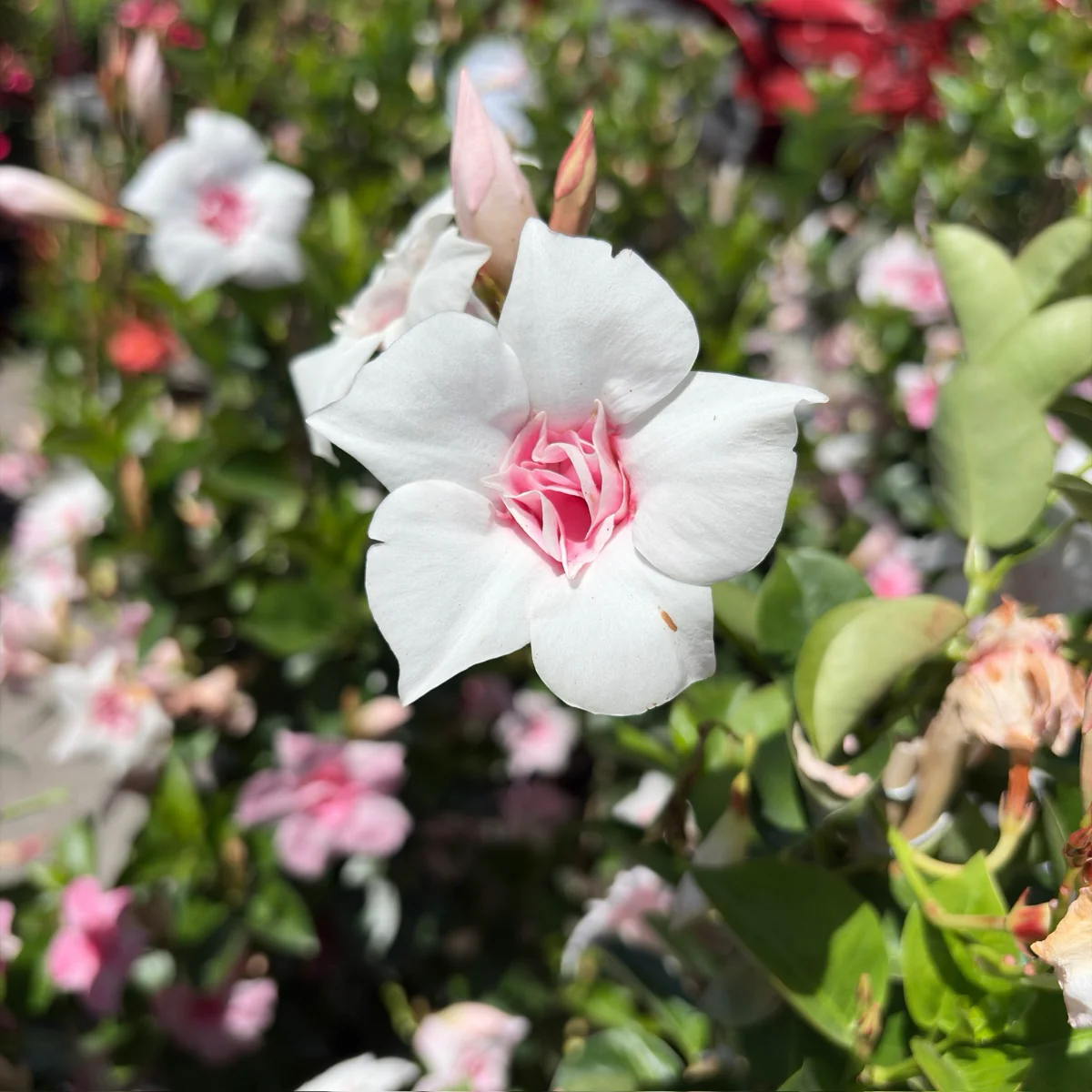 Original XP Double Pink Blush Mandevilla - Image 2