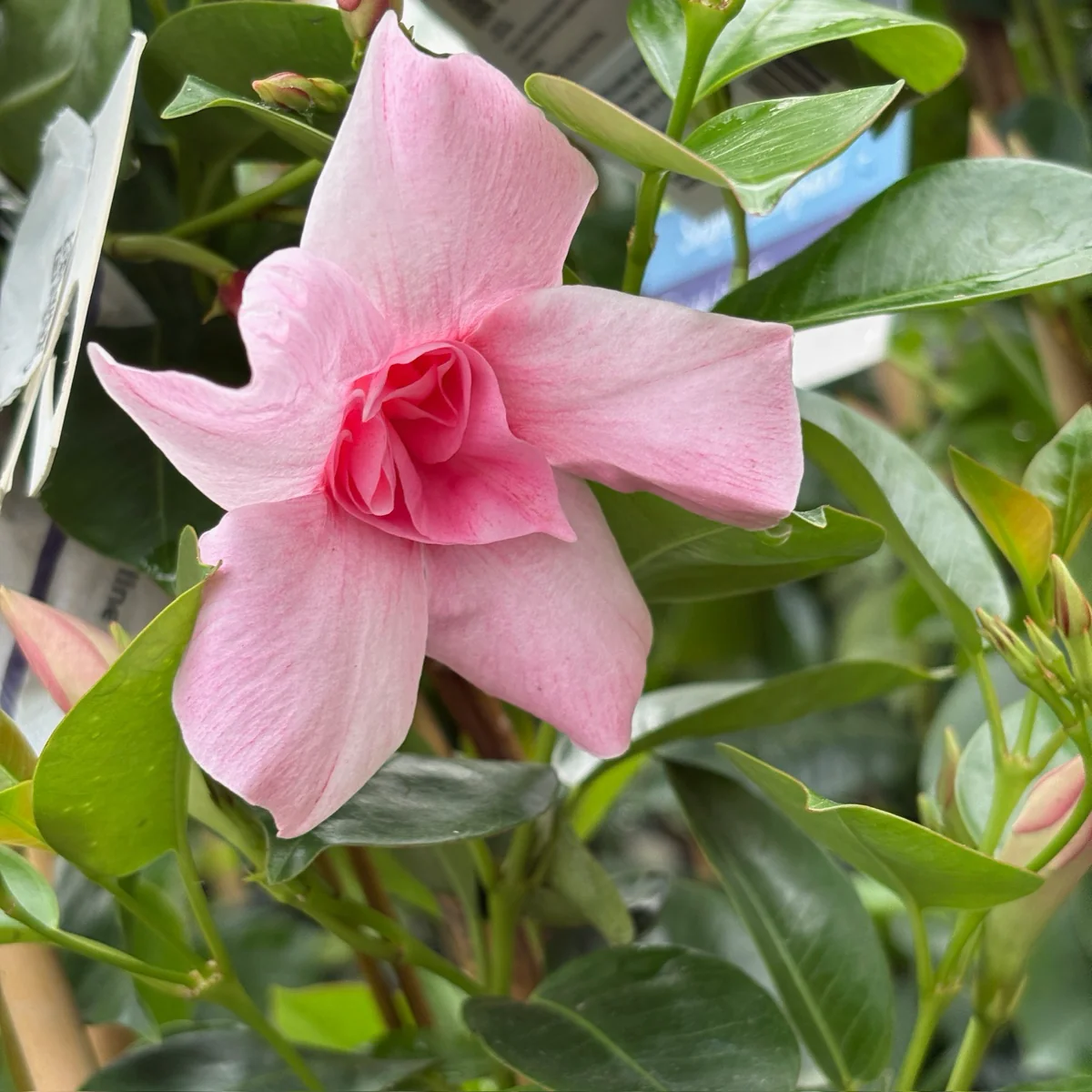 Original XP Double Pink Blush Mandevilla - Image 3
