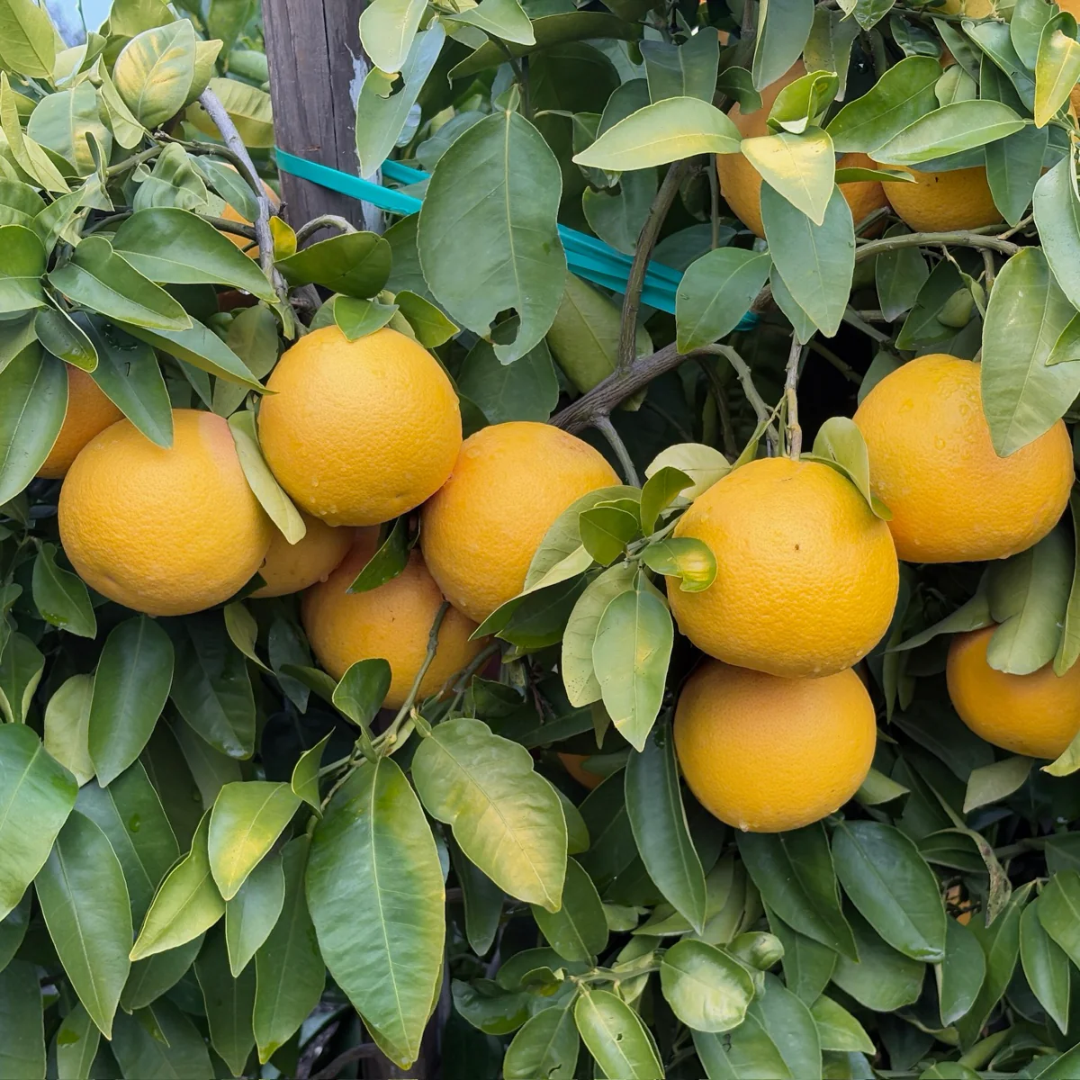 Oro Blanco Grapefruit - Image 3
