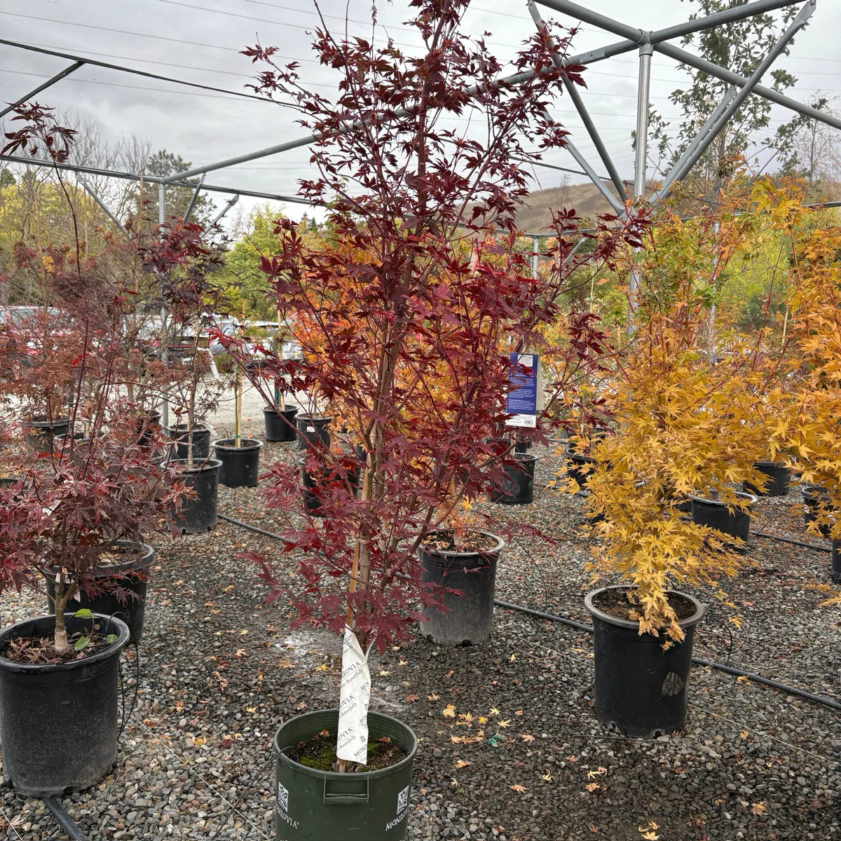 Osakazuki Japanese Maple - Image 2