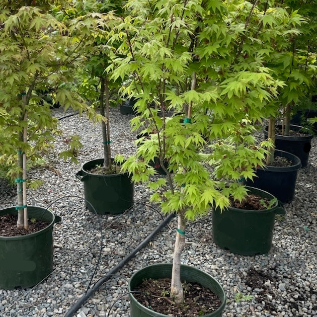 Osakazuki Japanese Maple - Image 1